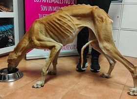 Feliz noche a casi todos 😥
#MALTRATADORESALACARCEL
#NoHabraPazParaLosMalvados