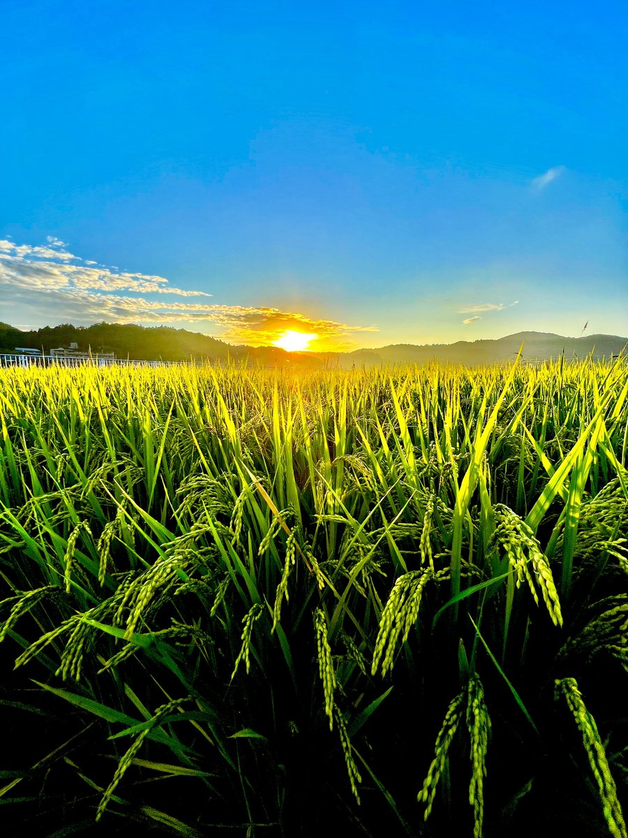 9月12日　月曜日

おパようございます
満月が光光と輝く月曜日の朝です🌝

追いかけて 届くよ
僕等一心に 羽ばたいて
問いかけて 嘆いた夜
故郷は一層 輝いて

ワタリドリ　パレキサンドロス😅

皆様、素敵な1週間を始めましょう🌾