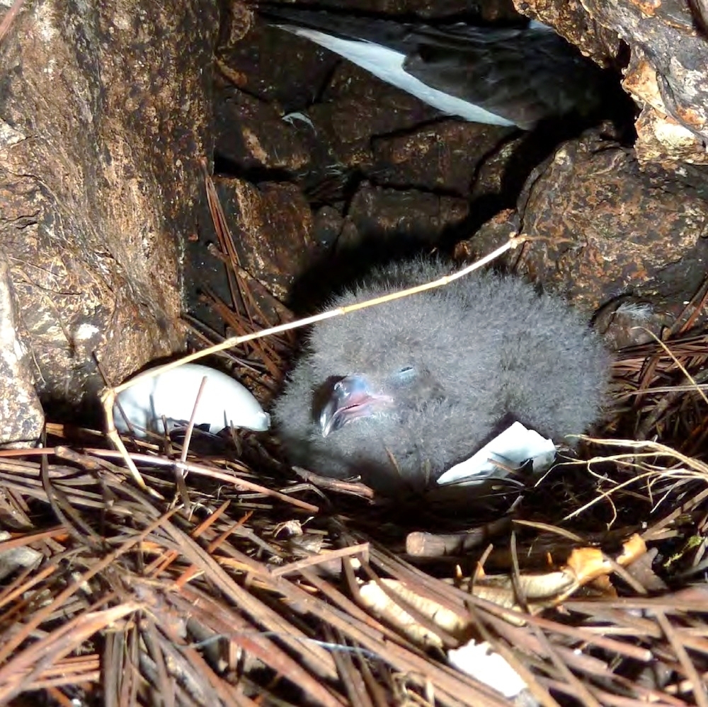 BirdsCaribbean's tweet photo. Read exciting updates on the #BlackcappedPetrel or #Diablotin in our latest blog! Annual update on research & conservation activities for this Endangered species just published. https://t.co/dMchNNRFn2
For more info: https://t.co/Ql5fmV8ETa
#CaribSeabirds #SeabirdSaturday https://t.co/NBd5laaDoW