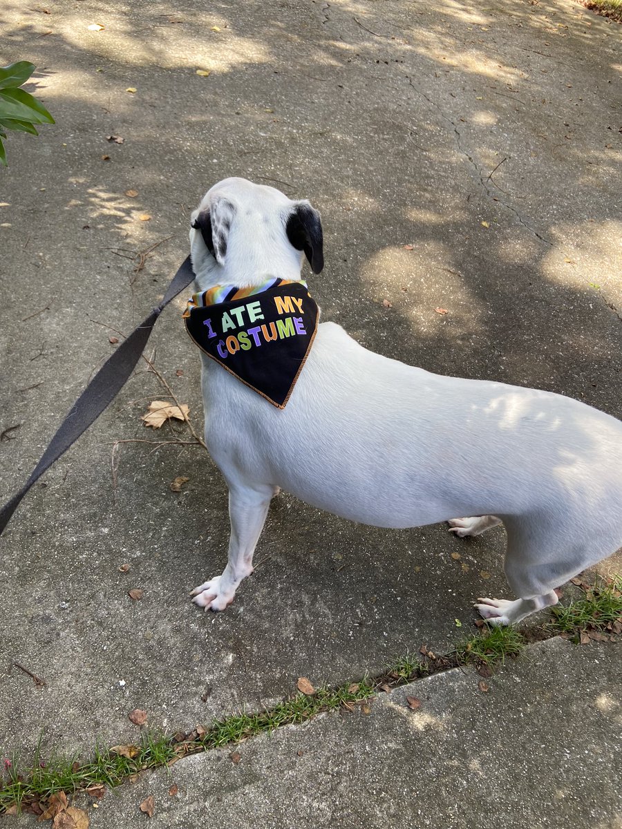 glowkitten's tweet photo. Found the perfect bandanna for my dog. 🤣 https://t.co/M3eyDVxbic