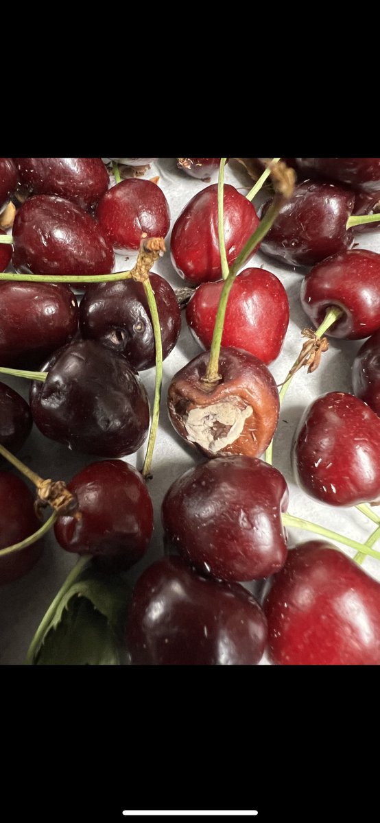 BetterCallBeth_'s tweet photo. Fruits and veggies can be fickle, as we all know, but staying on top of the fresh produce in your restaurant is imperative!
#mold #cherries #produce #usda #fruit #bcb #bettercallbeth #publicsafety #publichealth #fda #healthcode #nycdoh #healthy #nycrestaurants #restaurant #nyc https://t.co/iktbNelQWD