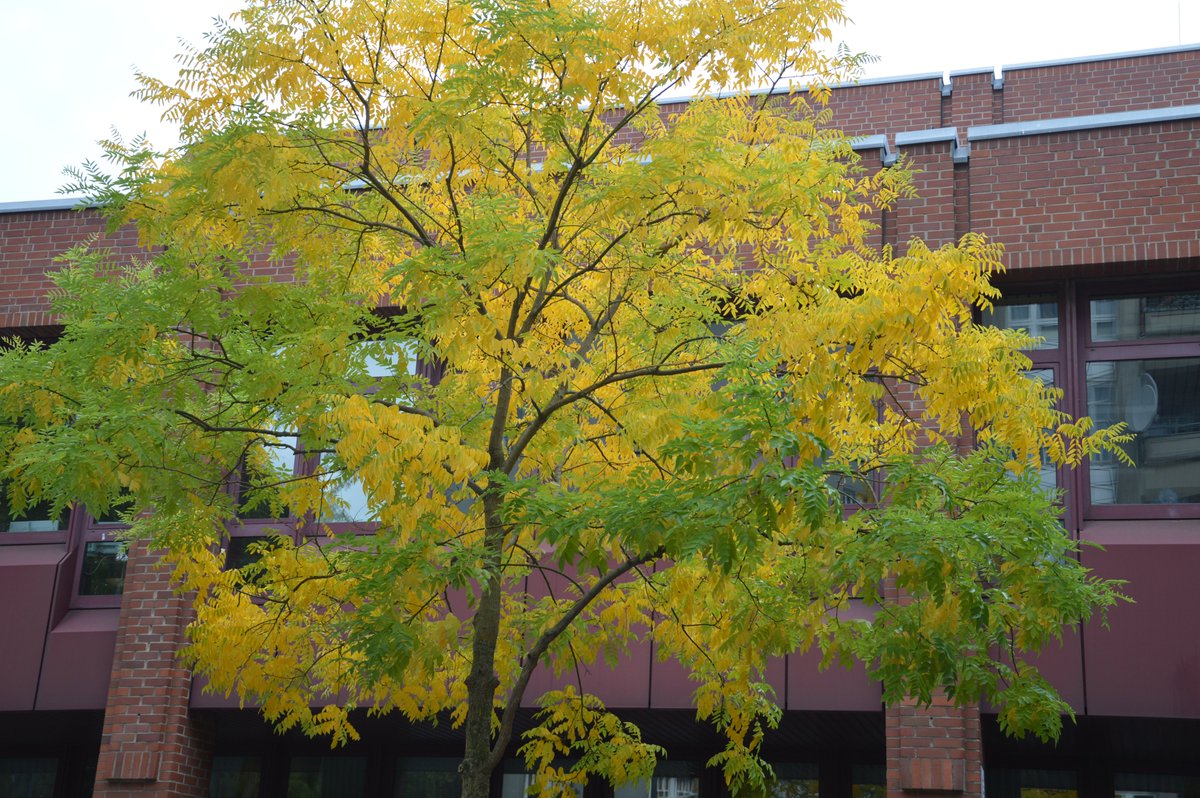 markpelton's tweet photo. My first fall image - September 11, 2022 - Berlin, Kreuzberg, Germany.
#Fall #Autumn #Weather #BerlinWeather #UrbanNature #StreetinBerlin #Kreuzberg #Berlin #KohlfurterStrasse #NineEleven https://t.co/dS9GR4RPSw
