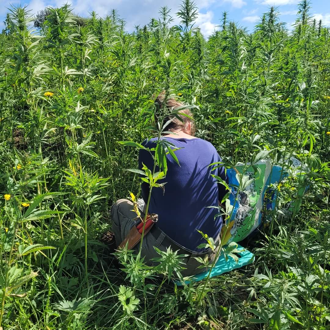 Hemp4Soil tweet media