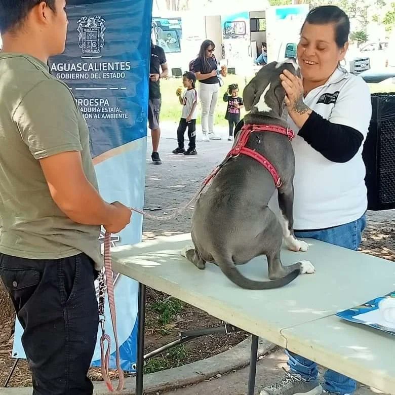 proespaags's tweet photo. Gran participación esta mañana en el stand de #PROESPA dentro de la #VíaAgs, donde 10 lomitos 🐶 recibieron atención médica veterinaria, impulsando así la Tenencia Responsable. 

Continuaremos realizando acciones en beneficio de las mascotas 🐱🐶. #ContigoAl100 https://t.co/QHuj9nY21Z