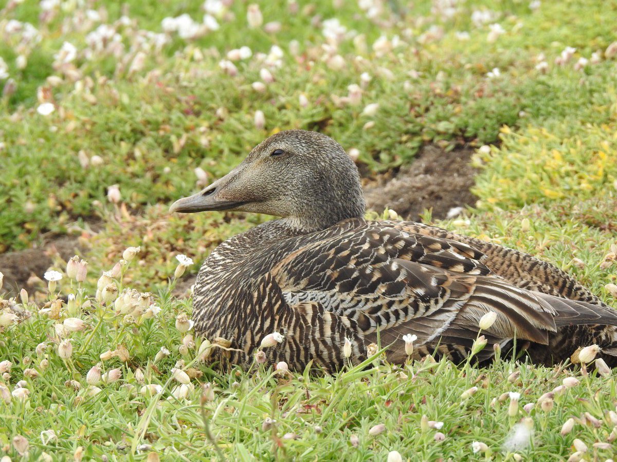 PatBurt35283951's tweet photo. @SteelySeabirder #SuperSeabirdSunday Female Eider an #Eiders nest full of ducklings (all those feathers she plucked off herself🥰)and females with seven young (not many made from four females) heading out 🤞from the Isle of May (June 2022) #TwitterNatureCommunity https://t.co/RlO0FMIwLE