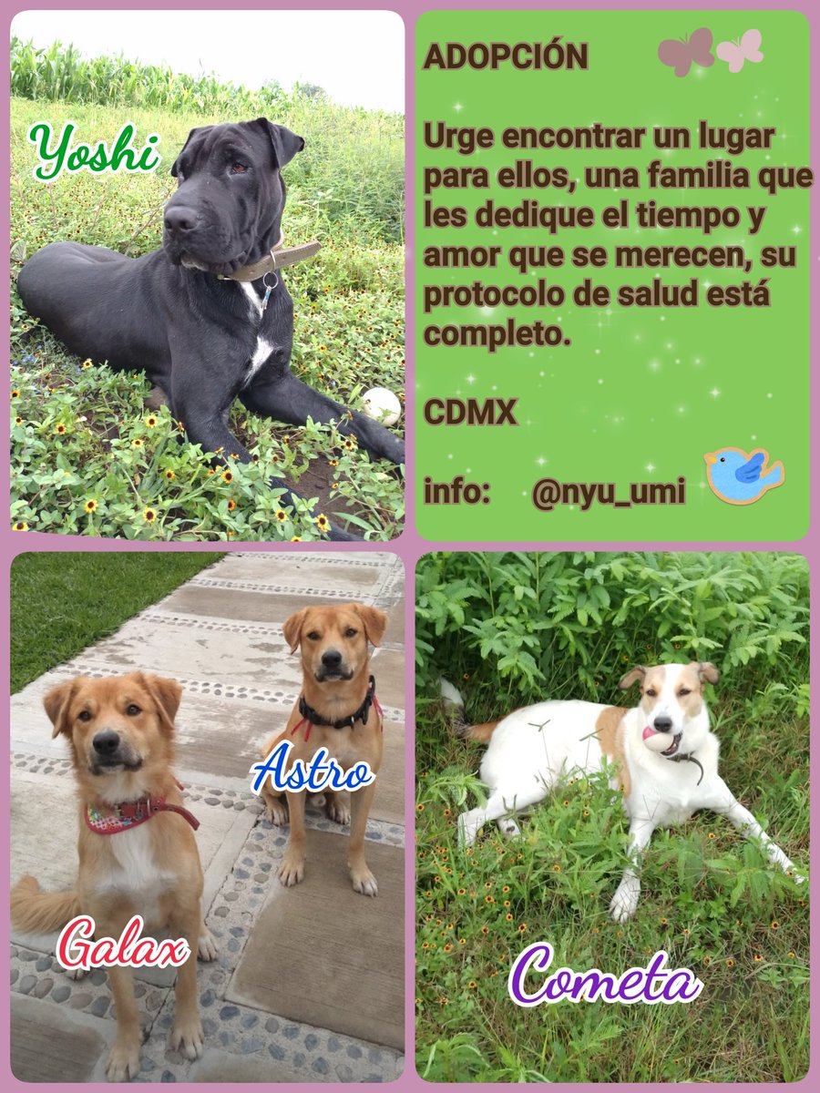 ADOPCIÓN URGENTE !!
#CDMX
Estos perritos están más que listos para irse a un hogar comprometido con darles la vida que necesitan y merecen.
Sanos, jóvenes, hermosos, rescatados de situación de calle en Morelos informes conmigo. 
🔁 Por favor 🙌muchas gracias ❤️