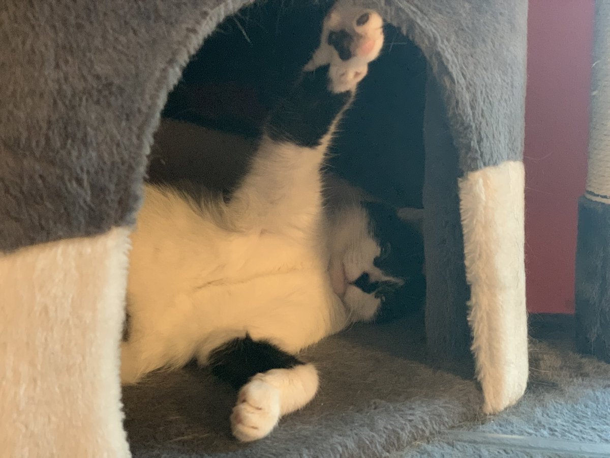 jackandpbug's tweet photo. You got a problem human? https://t.co/2i80C1enix