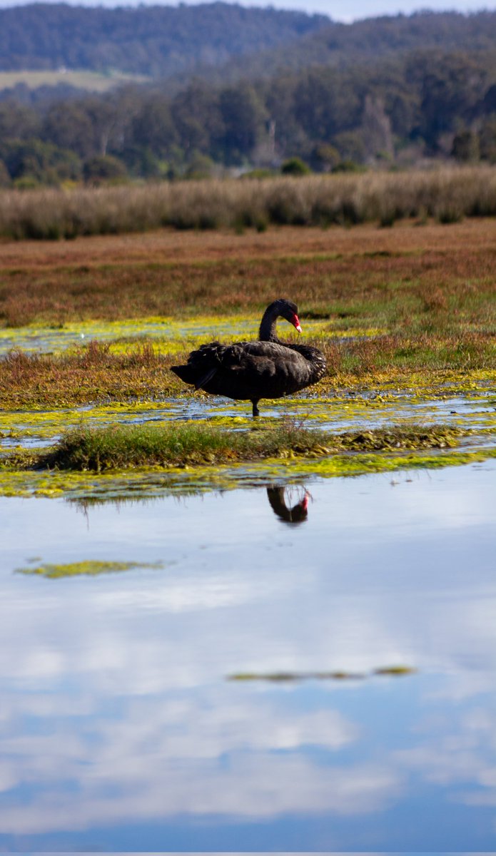 Lady of the swamp 🪶
:
:
:
#BodyOfWater #AnimalWildlife #Outdoors #Reflection #Lake #Nature #Wildlife #Bird #Wetland #Animal #OneAnimal