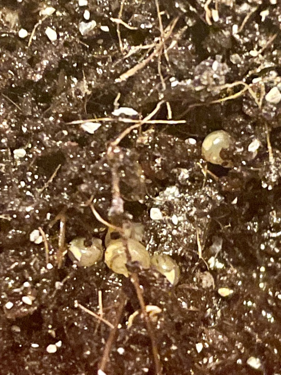 snailographer's tweet photo. During the thorough tank cleanings I did last week, I found two clutches of cepaea eggs and separated the into a small terrarium with soil from the parents’ tank…
and tonight the first eggs have hatched & we have babies!
#snailtember https://t.co/WSNvcW0W9o