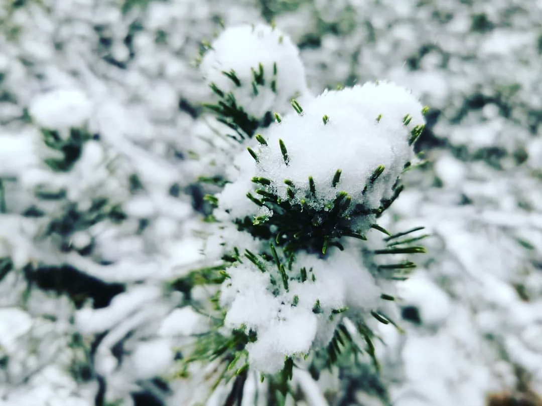 GOHunedoara's tweet photo. 🏔️ Prima zăpadă, sus la lacul Bucura în Parcul Național Retezat National Park, la 2.040 de metri altitudine. 🌊❄️Foto Lucian Essler
...
#laculbucura #iarna #primazapada #laculbucura #muntiiretezat #parculnationalretezat #parcurinationale #unicate #plimbareinnatura https://t.co/z5TJa1UzLD