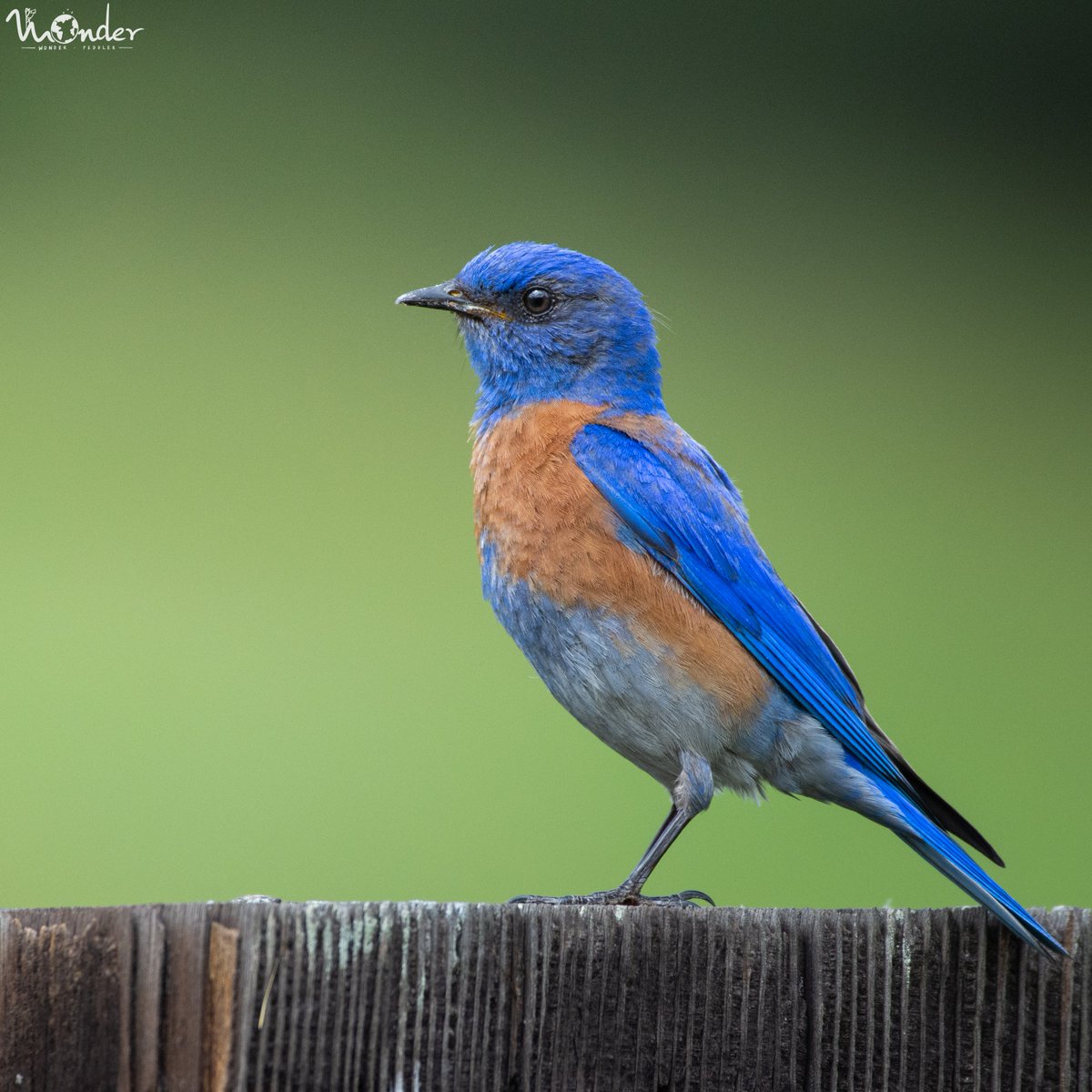 Pretty in blue! #WesternBluebird

#Bluebirds #Nature #Wildlife #Bird #Photography #Birding #California #EarthCapture