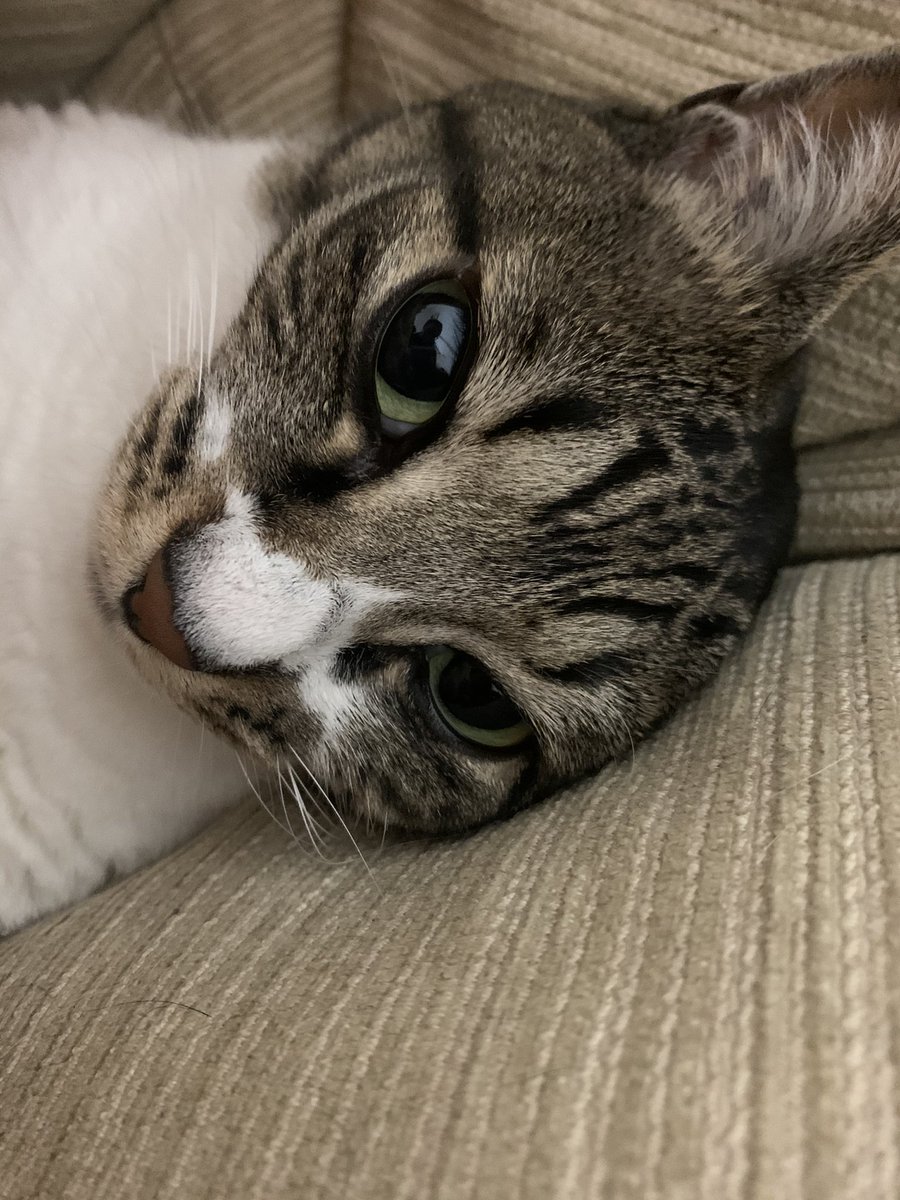 mew tweet media