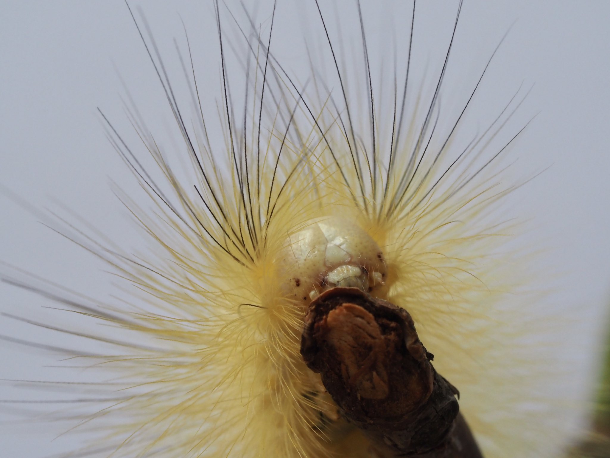 リンゴドクガ Twitter Search Twitter