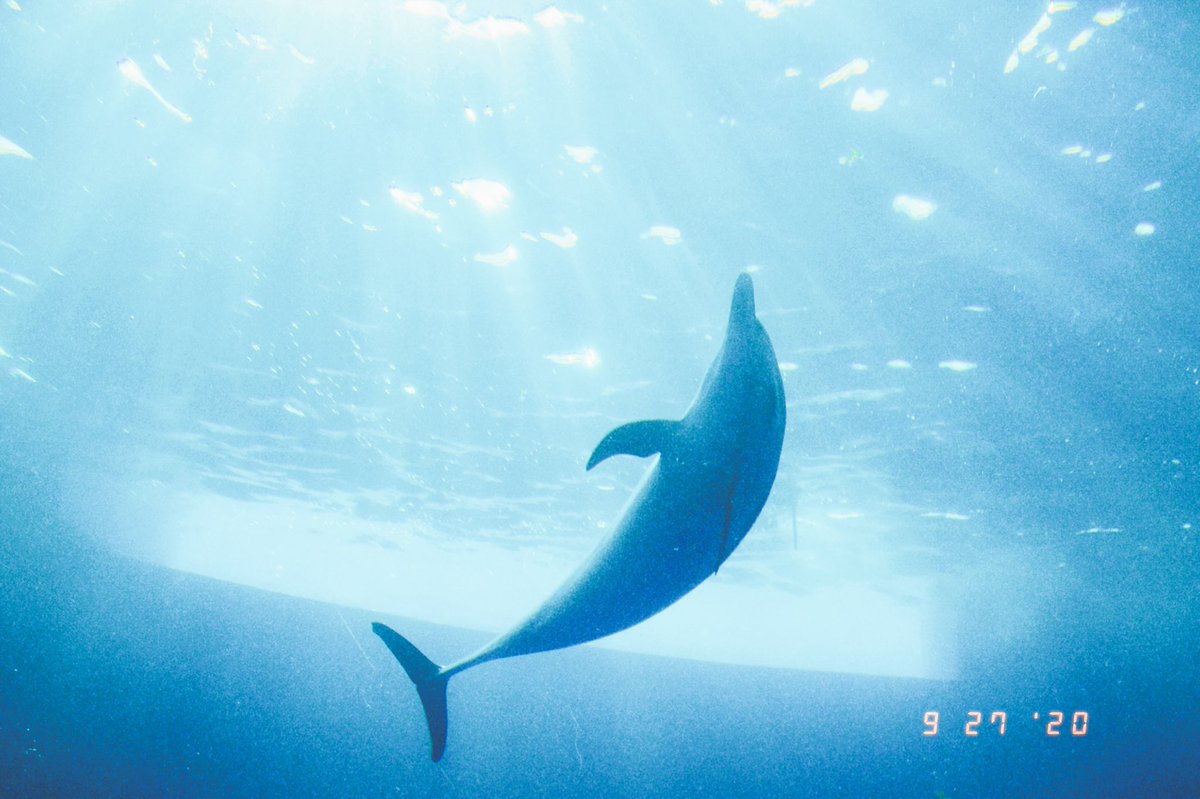 maku_work's tweet image. ここ数年、あまり水族館に行けてないから久しぶりに行きたい。

水族館の中を歩きながら、自分もお魚さんたちと一緒に海の中をたゆたっているような気持ちになる、あのひとときが好き🐬✨️

#新しい働き方LAB
#CreatorLAB
#日本HP
#adobe
#Lightroom