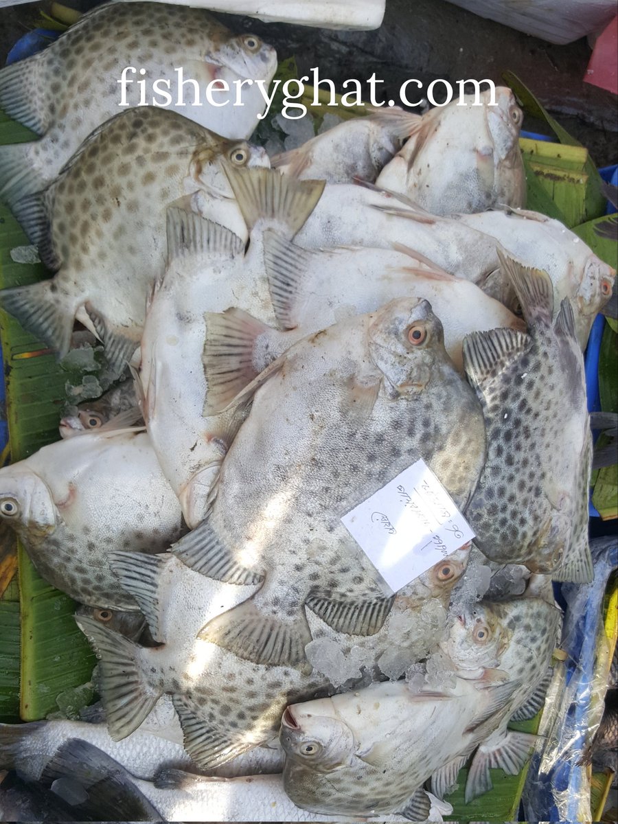 fisheryghat's tweet photo. অনন্য স্বা‌দের সাগ‌রের "পায়রা মাছ/বিছাতারা মাছ"; 
#organic #seafish #projectfish #freshfish #safefish #exclusivefish #tastyfish https://t.co/H87rEM7wBC