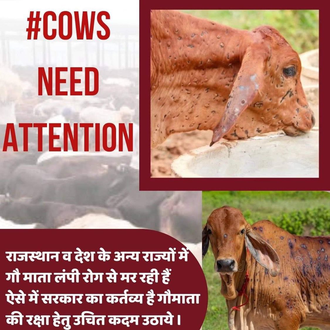 The lumpi virus is rapidly spreading but mainstream media groups are not reporting that the casualties have reached Lakhs. 
Need your immediate attention  <a href="/PMOIndia/">PMO India</a> <a href="/narendramodi/">Narendra Modi</a> #GauMaataBachao