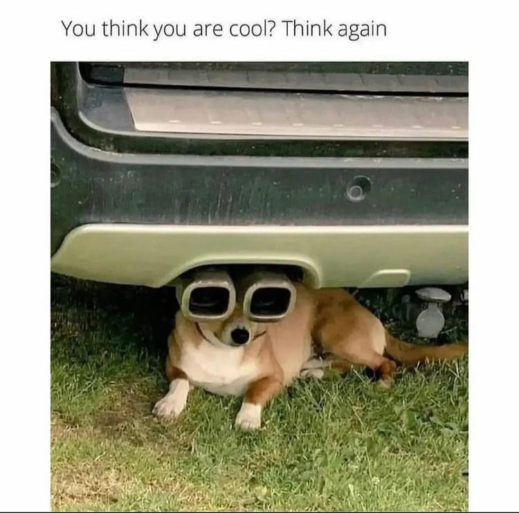 petsfamilia's tweet photo. Think again Hooman😎

#MEMEKBASAH #Memes #Dog #dogsoftwitter #Viral #Trending #TrendingNow #viraltwitter #DogsOnTwitter #dogstagram https://t.co/YyLaBrfWxO
