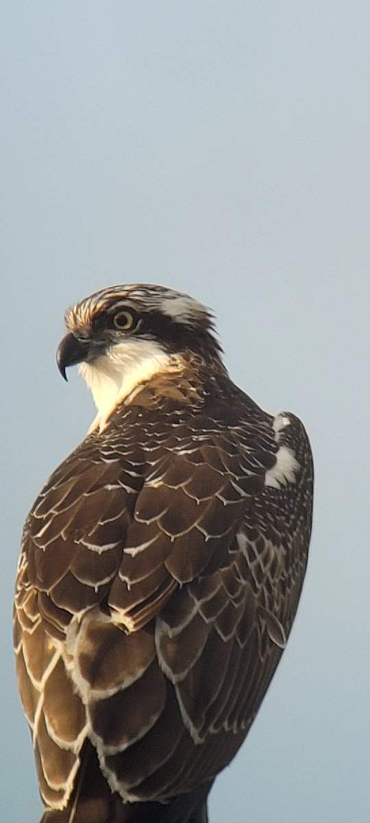 BenjVdA's tweet photo. Got a better shot 2 days later. That look! https://t.co/r2dxctUFzY