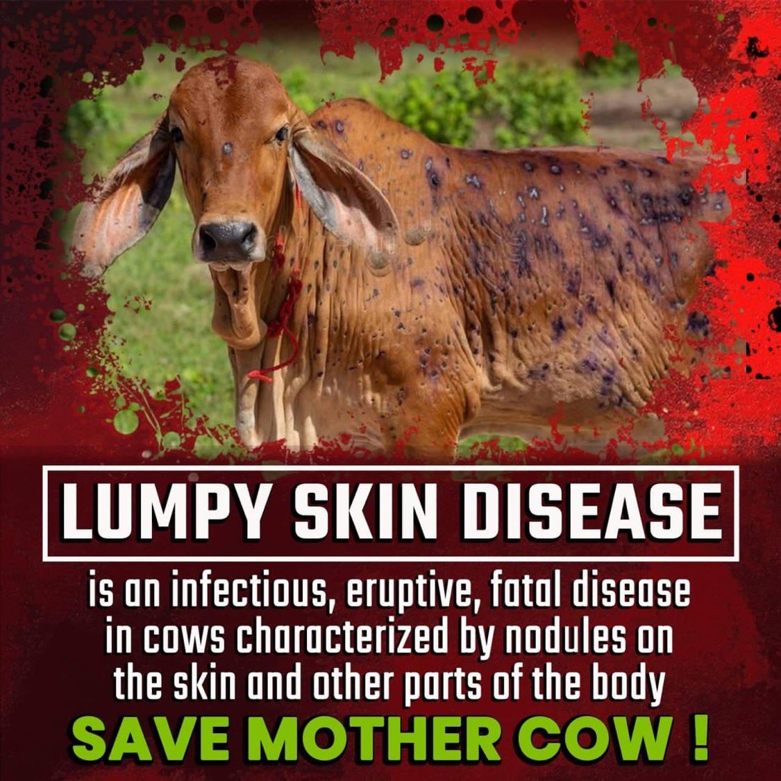 <a href="/PMOIndia/">PMO India</a> It's our humble request to our PM <a href="/narendramodi/">Narendra Modi</a> to take some necessary action on the Lumpi virus. We can't see our Gau Mata with this virus. <a href="/ashokgehlot51/">Ashok Gehlot</a>
- A responsible citizen. 

#GauMaataBachao