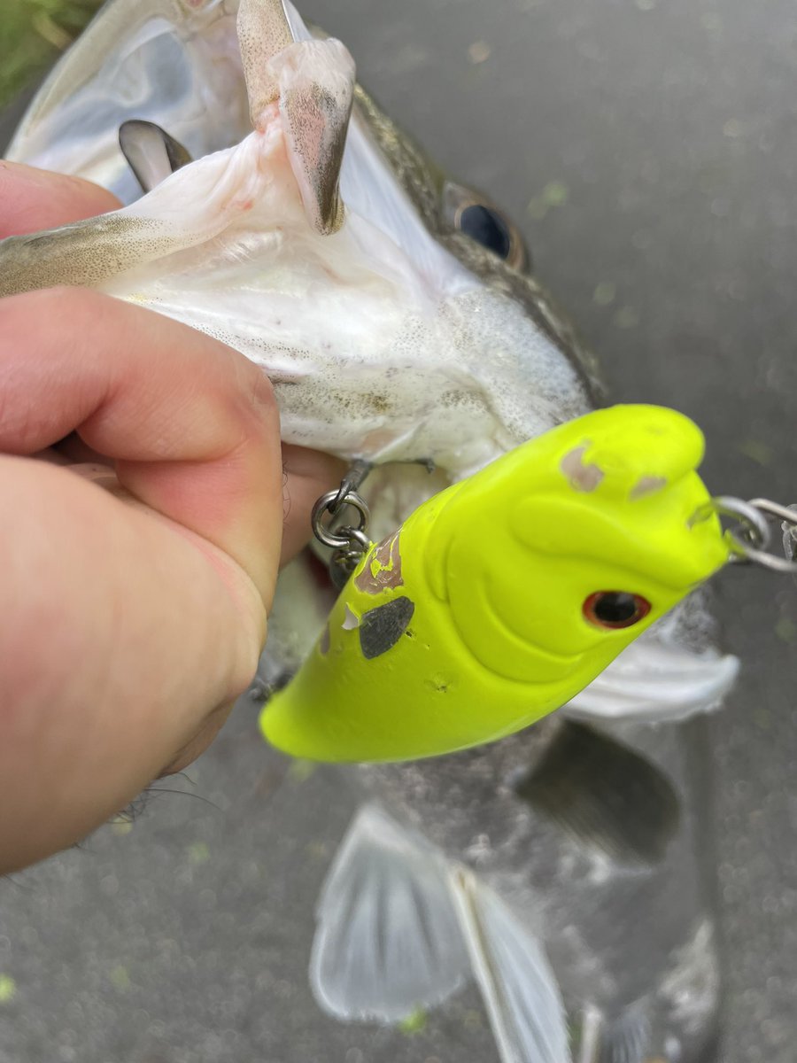 namatamanama's tweet photo. ちょっと本屋開いてるかなぁって思って。☺️
#鱸通信
#seabass
#tulalajp
#bombada
#morena53
#roughstyle
#tupper110 https://t.co/GxHsgydUJc