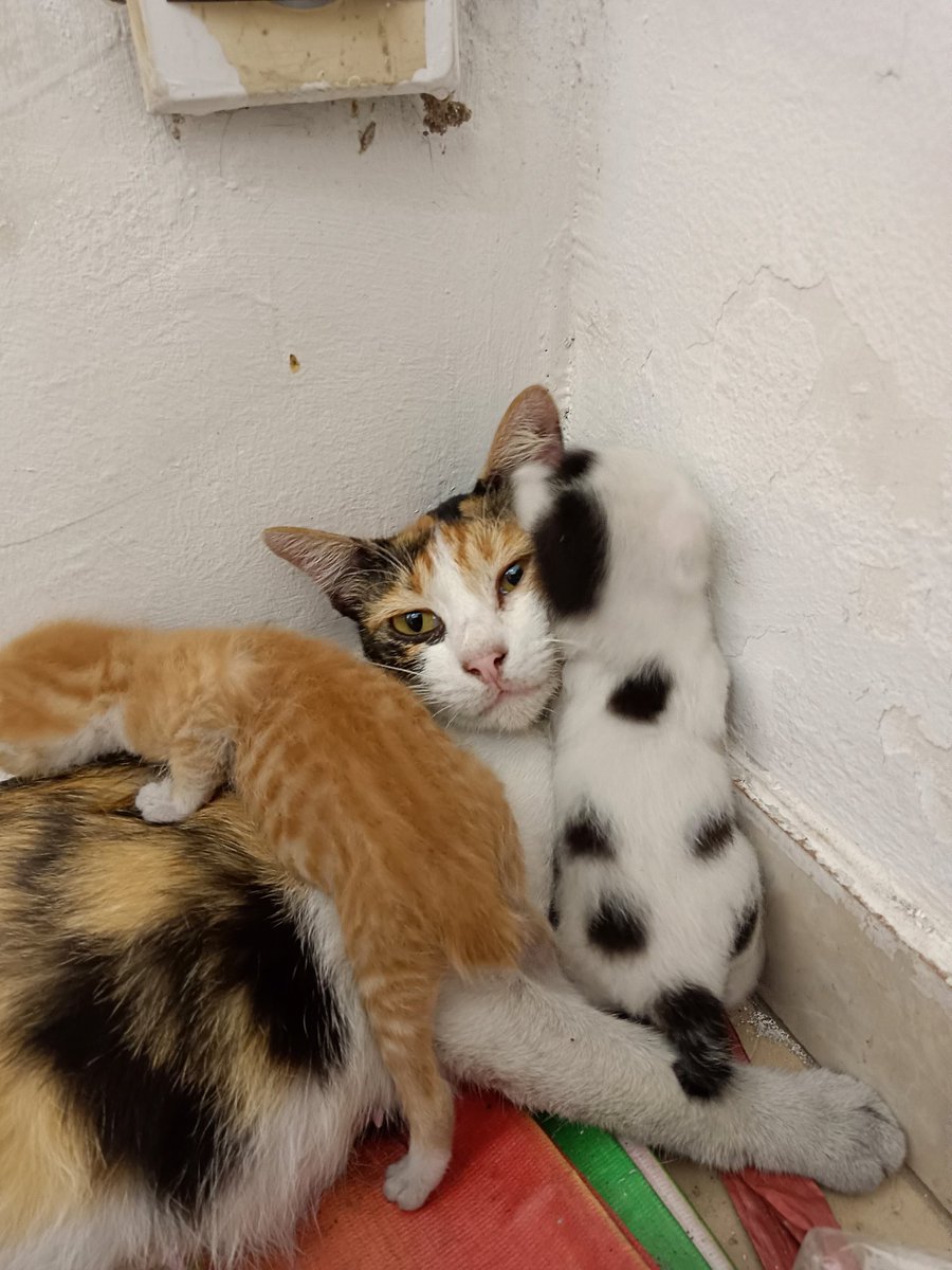 kochengfs's tweet photo. 🐈‍⬛ : knp w ngelahirin anak sapi si https://t.co/IpuWqs0WnI