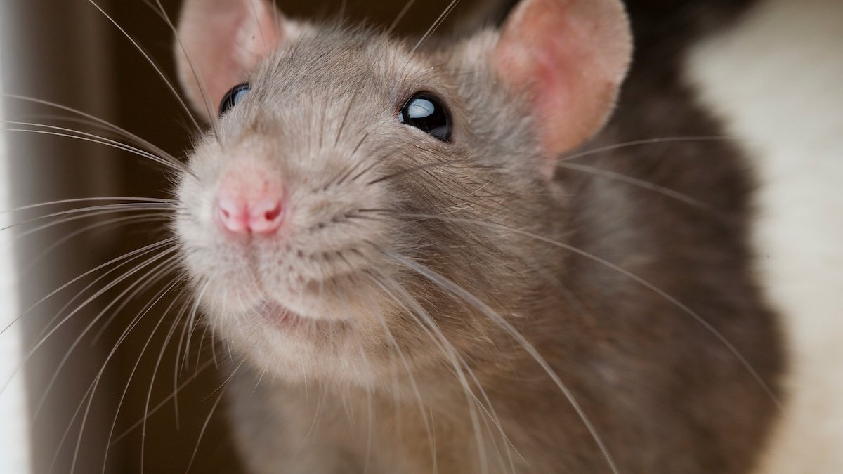 camitwomeyy's tweet image. House of the dragon episode 5 spoilers without context: #HouseOfTheDragon