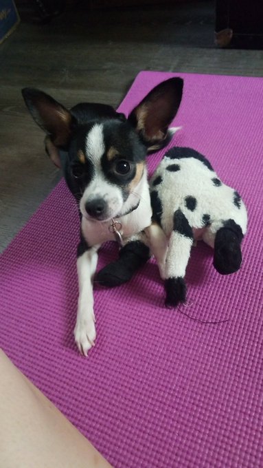 DOGE DOGE DOGE! #dogearmy #DogecoinToTheMoon #dogecointoadollar #DogecoinRise #DOGE #dogecoin #Dog https://t<a href="/tag/dogearmy"class="tags">#dogearmy</a><a href="/tag/dogecointothemoon"class="tags">#DogecoinToTheMoon</a><a href="/tag/dogecointoadollar"class="tags">#dogecointoadollar</a><a href="/tag/dog"class="tags"><span>#dog</span></a><a href="/tag/doge"class="tags"><span>#doge</span></a><a href="/tag/dogecoin"class="tags"><span>#dogecoin</span></a><a href="/tag/dogecoinrise"class="tags"><span>#dogecoinrise</span></a>