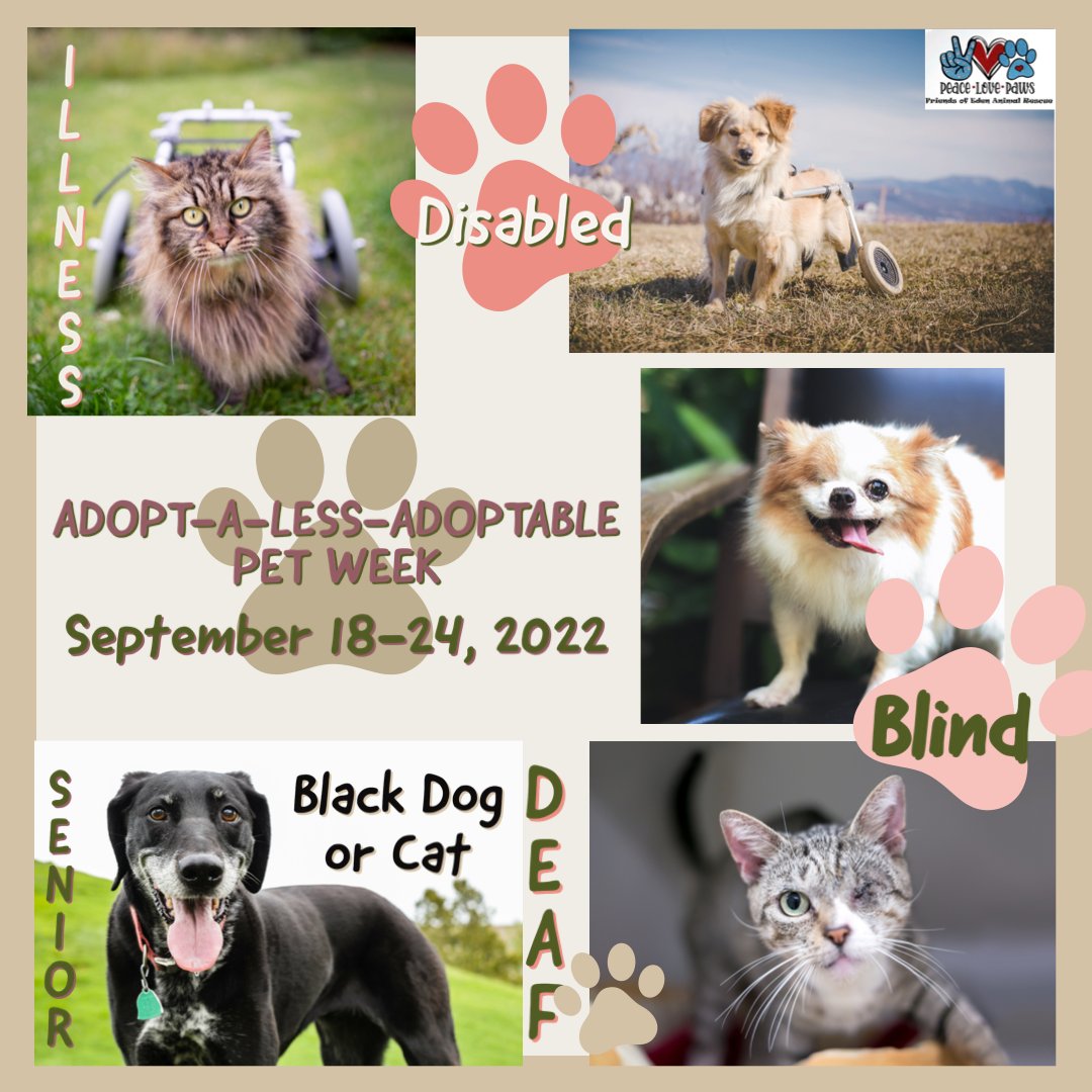 ADOPT A LESS-ADOPTABLE PET Week
starts today!

When an animal is old, disabled, has been diagnosed with some illness, or simply isn’t as good-looking, its chances of getting adopted are compromised.

#adoptalessadoptablepet #adoptaahelterpet #allpetsneedlove #dontdiscriminate