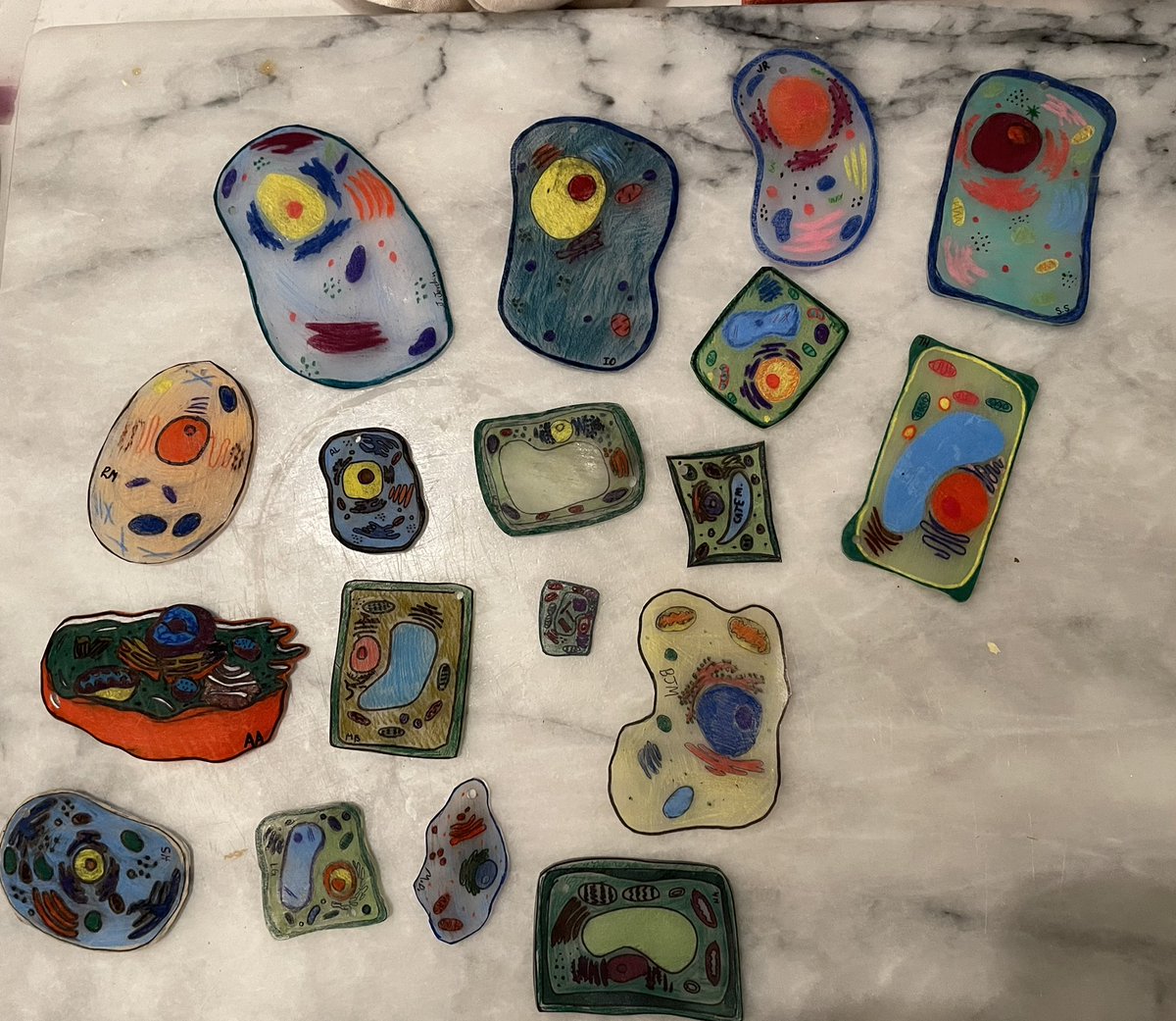 MissK_CGHS's tweet photo. Might be the cutest cells ever π #shrinkydinkfun #APBioCGHS https://t.co/cpLEPjrABv
