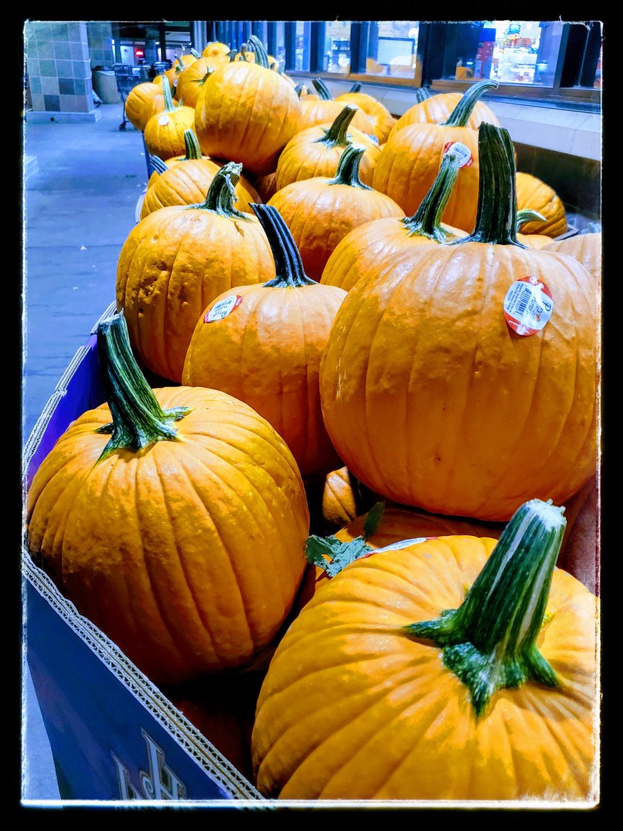musicandpost's tweet photo. πΆ "I Can See #Pumpkins πππ for Miles and Miles!" πΆ haha π»
Are you Ready for #PumpkinSpice π #Season yet? π
Pic: #JamminJo / #JoAnnBush 2022 πΈ
#LosAngeles #CA #Orange #Pumpkin #ItsFallYall #September π #PumpkinsOfTwitter ππ #PumpkinsOnTwitter π»π» #PumpkinHead π https://t.co/OBYg4De0Ua