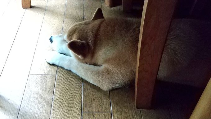 台風来てます。
我が家のイヌも机の下に仕舞われています。 