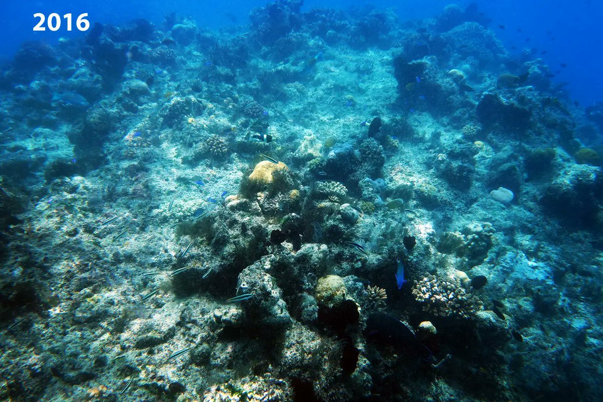 coralseafound's tweet photo. The phenomenal natural recovery potential of the #greatbarrierreef
Jiigurru, Lizard Island. 2016 to 2022.
https://t.co/9DapDX36Tr
#coralseafoundation #reefalive #coralreef #marinescience https://t.co/0VLiaxOnfg