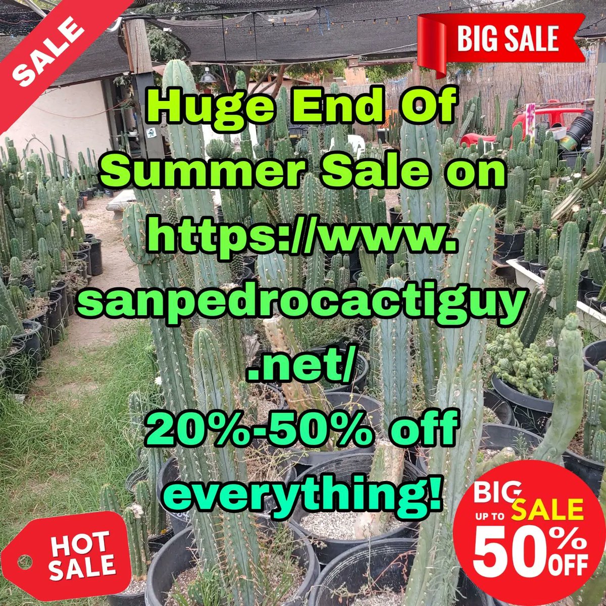 Huge end of summer sale going on over at sanpedrocactiguy.net 20%-50% off every cactus listed! Sale is for the rest of September and I'll be adding new cacti every day of the sale! This is gonna be San Pedro Cacti Guys biggest cactus sale ever! Come check it out!