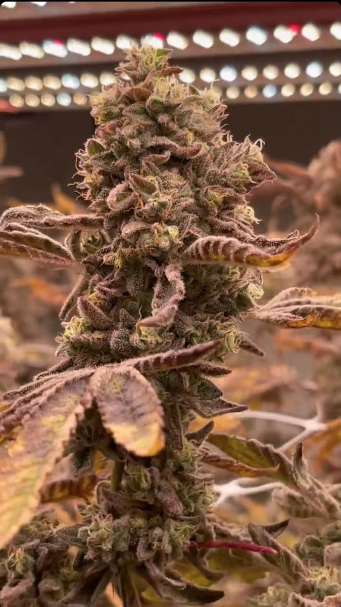 HortiEnlite's tweet photo. Grow stronger and tighter under #Enlite #Flora 780W, #Fullspectra just designed for flowering! https://t.co/7lCpRPYfJt