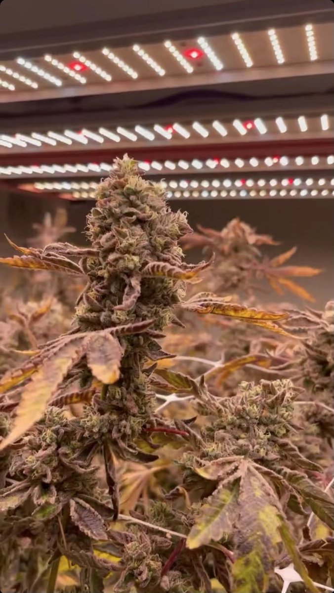 HortiEnlite's tweet photo. Grow stronger and tighter under #Enlite #Flora 780W, #Fullspectra just designed for flowering! https://t.co/7lCpRPYfJt