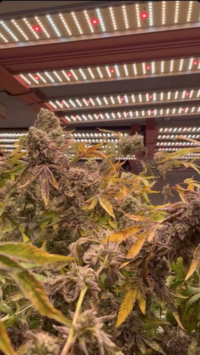 HortiEnlite's tweet photo. Grow stronger and tighter under #Enlite #Flora 780W, #Fullspectra just designed for flowering! https://t.co/7lCpRPYfJt