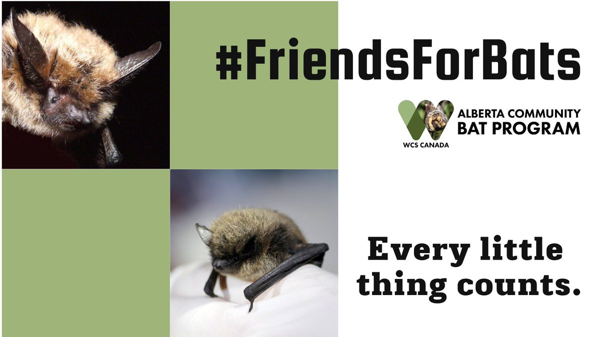 albertabats's tweet photo. #EveryLittleThingCounts! Our 9 Alberta bats need someone on their side! Along with the threat of white-nose syndrome, habitat loss & degradation also affect bats. Help us advocate for bat conservation. Donate https://t.co/OFQzfSLSTw #FriendsForBats #BatWeek2022 https://t.co/fAclUyZy0O