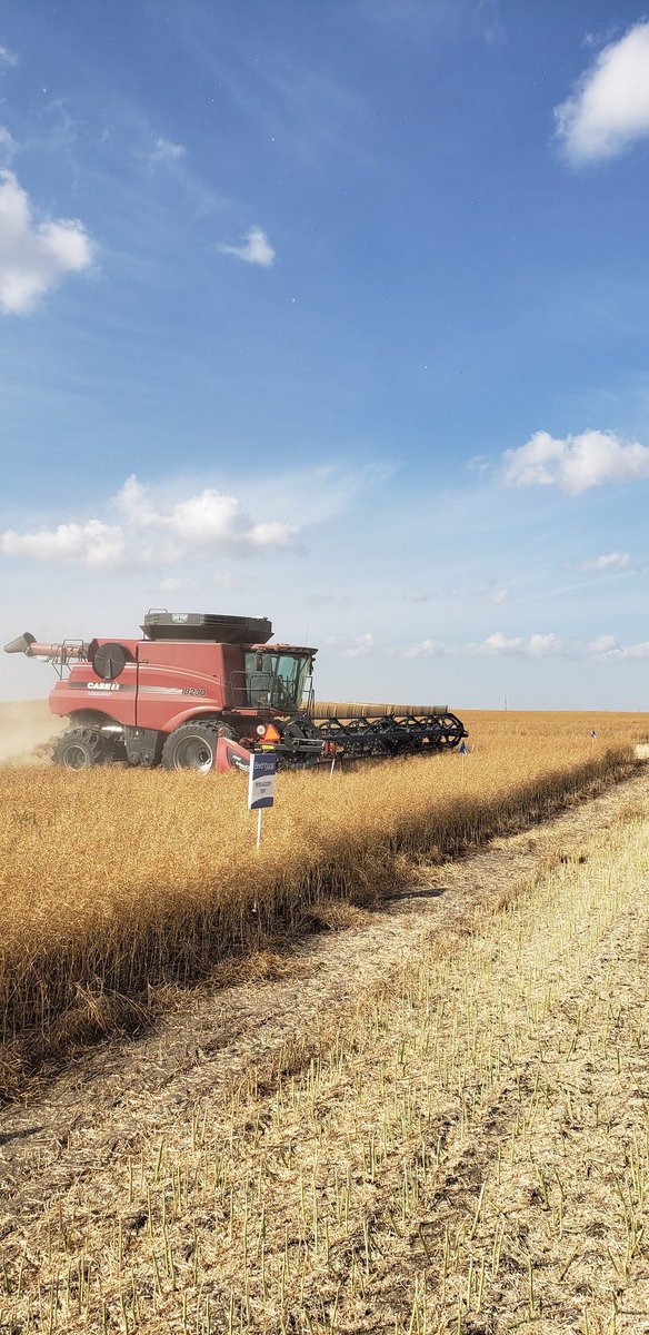 AlVanCaeseele's tweet photo. It was the perfect day to harvest a @BrettYoungSeeds #canola trial.  Thanks to the whole Cardiff crew, Kevin, @cardiff_mason @ChadCardiff , you guys make my job easy.  Check out the @BrettYoungSeeds website for all our trial results of our new #straightcut #PodDefendR varietjes https://t.co/uCV9CGM133