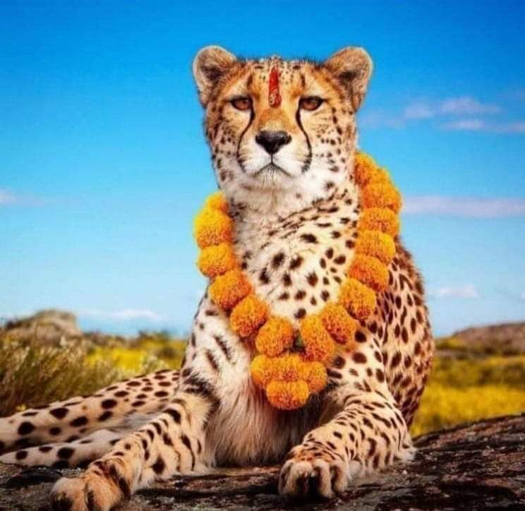 TDilnashi's tweet photo. इतना तगड़ा स्वागत हुआ। चीता भी सोच में पड़ गया.....मैं जंगल में आया हूँ या बीजेपी में? 😂😂 https://t.co/j04Tw1d8K6