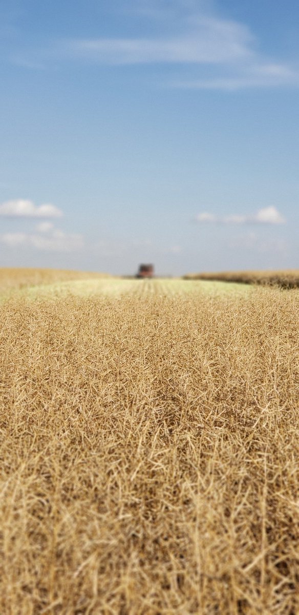It was the perfect day to harvest a <a href="/BrettYoungSeeds/">BrettYoung</a> #canola trial.  Thanks to the whole Cardiff crew, Kevin, <a href="/cardiff_mason/">Mason Cardiff</a> <a href="/ChadCardiff/">Chad Cardiff</a> , you guys make my job easy.  Check out the <a href="/BrettYoungSeeds/">BrettYoung</a> website for all our trial results of our new #straightcut #PodDefendR varietjes