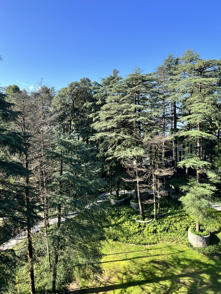 sanjayjavin's tweet photo. happy to be in mcleodganj after 32 years.the joy of seeing the blueness of the sky,smell of the pine trees ,steep winding roads through the jungles and the feel of fresh scented cold air against the face is unparalleled.#HimachalPradesh #himalayanday https://t.co/H3kaVrqBMz