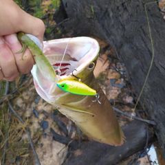 mmacionk2's tweet photo. #aruanã #aronowa #osteoglossum #monkeyfish @JACKALL_Inc https://t.co/nY19rFJugY