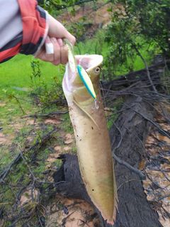 mmacionk2's tweet photo. #aruanã #aronowa #osteoglossum #monkeyfish @JACKALL_Inc https://t.co/nY19rFJugY