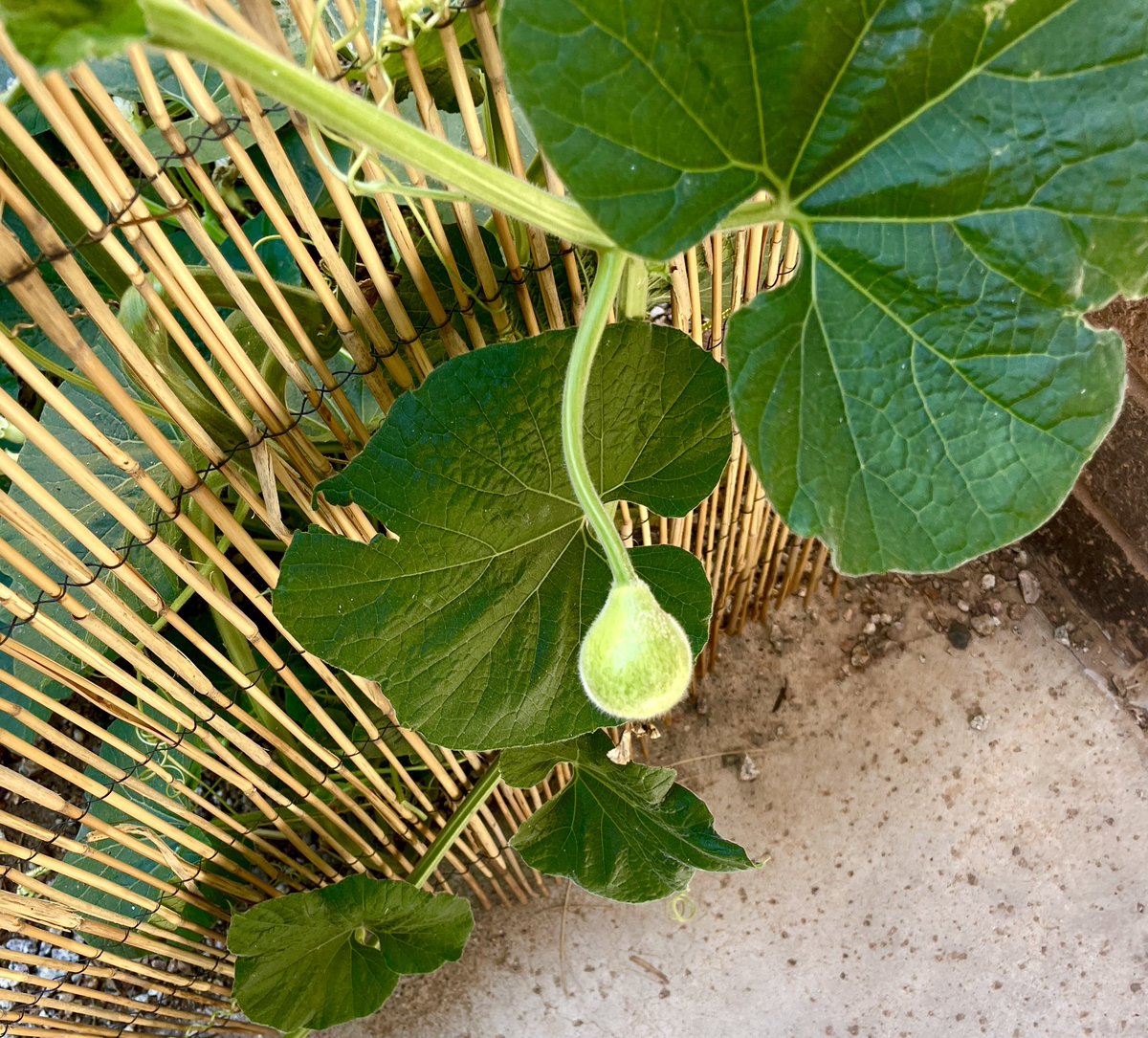 #silentsunday #clmooc