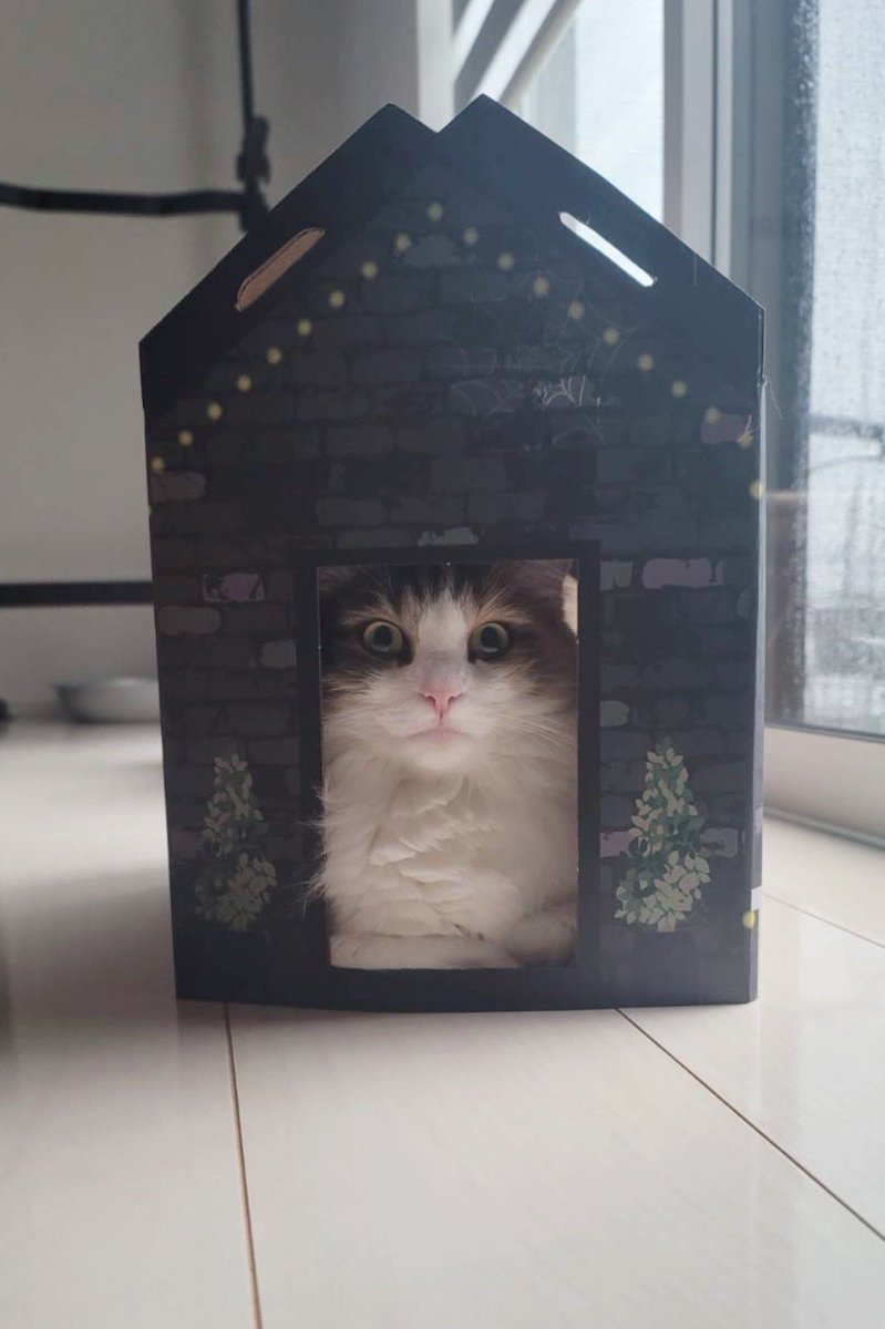 MIKE_MINEKO's tweet photo. 100均のハウスが最近のお気に入り
#猫のいる幸せ #サイベリアン #猫好きさんと繋がりたい #子猫 #猫のいる暮らし #CatsOfTwitt https://t.co/UNhZn2Ekmi