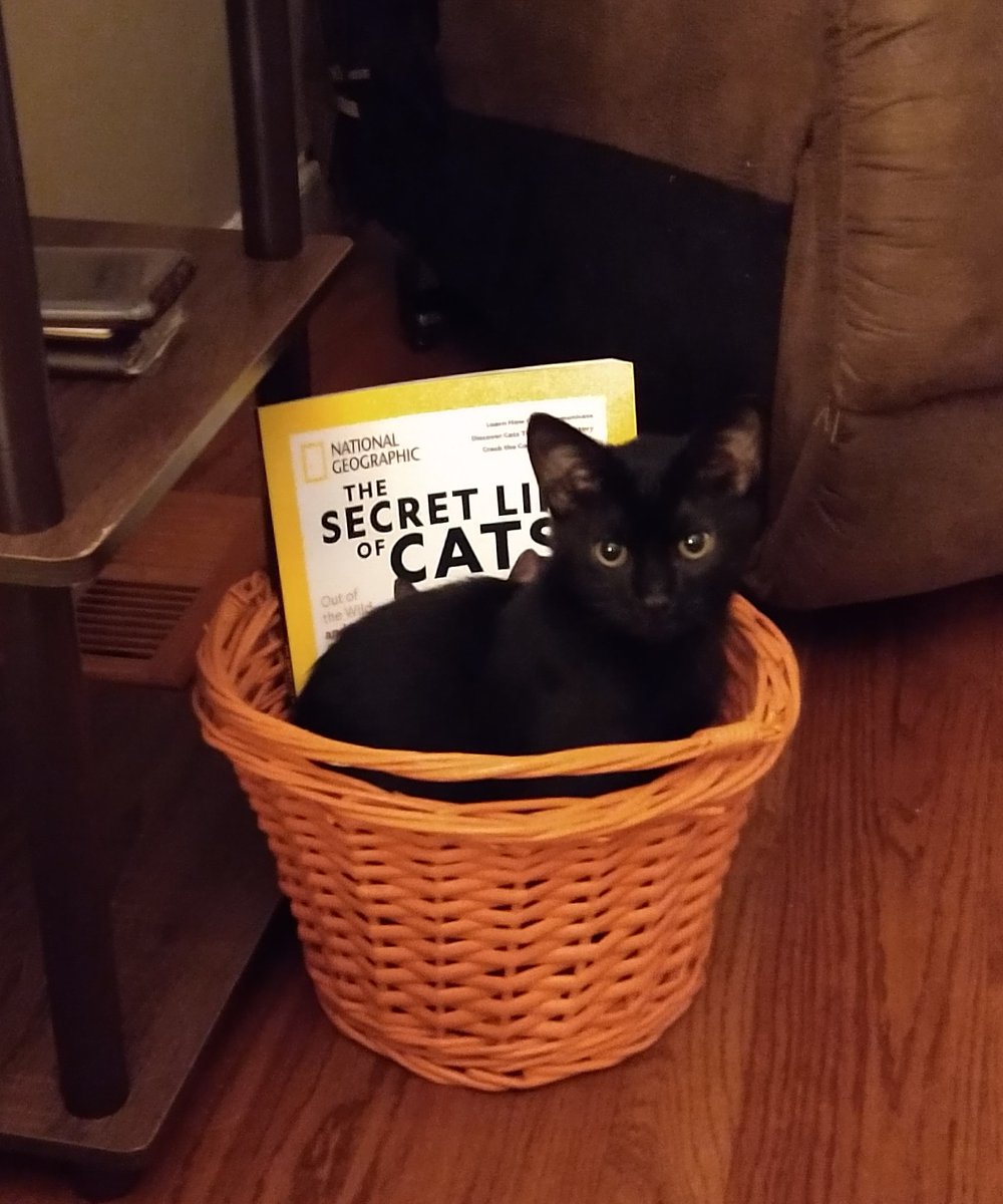 AMoonlitPath's tweet photo. My cat, Poe.

@NatGeo 
#TheSecretLifeOfCats https://t.co/zuNRwMgciU