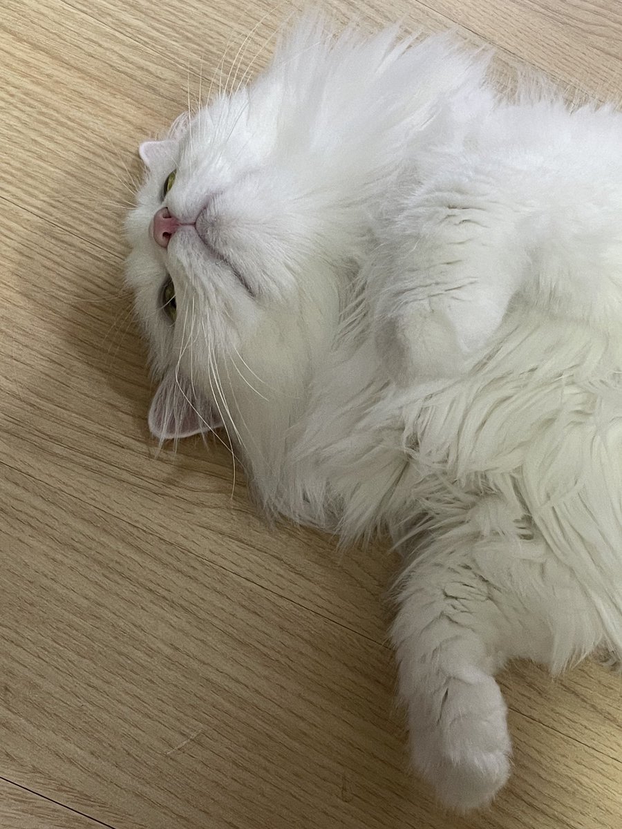 짱백희 tweet media