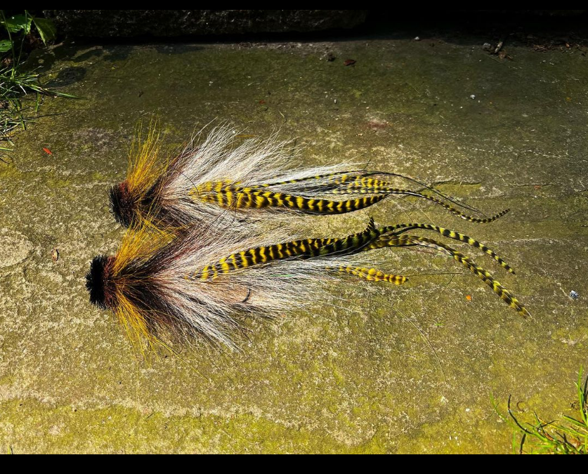 Saltwateronfly's tweet photo. Awesome set of twins
@muskyshivers
Congratulations to @gmoney5381. His twin Bufords should be arriving any day.
•
•
•
•
•
•
•
#muskyonthefly #muskie #flytying #muskyfly #flytyingjunkie #streamer #ahrex #veevus #predatorflyfishing #striperonthefly #striper #bassfishing https://t.co/EdRoyGonqI