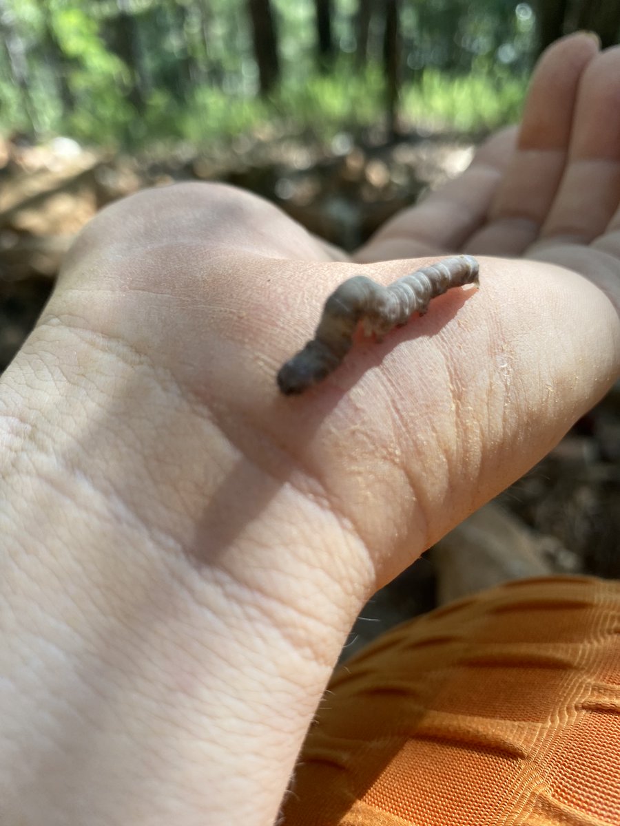 MylieMoore4's tweet photo. Found this cute guy #mountida #arkansas https://t.co/xdxdhftCU9
