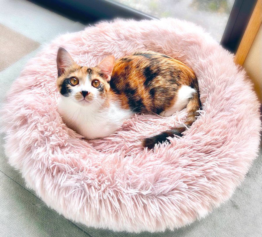 會津めごねこ 福島にある猫カフェ 子猫のへや